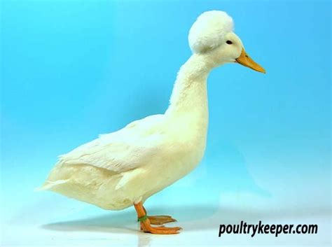 Crested Ducks | Duck, Duck breeds, Crest