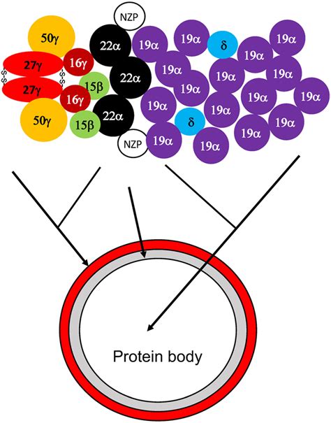 A schematic diagram of zein protein interaction and organization in the... | Download Scientific ...