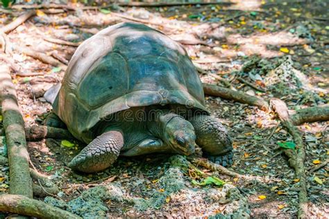 Aldabra giant tortoise stock photo. Image of tropical - 101867548