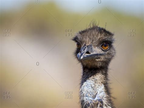 Emu feather Images - Search Images on Everypixel