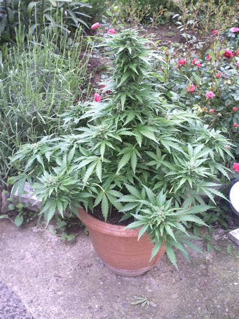 Strain-Gallery: AK Automatic (Blim Burn Seeds) PIC #20051449345947669 ...