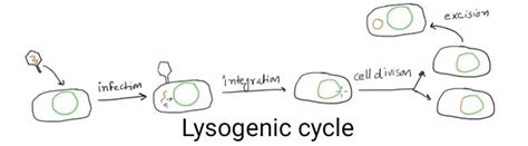 Lysogenic Cycle of bacteriophage ~ Biotechfront