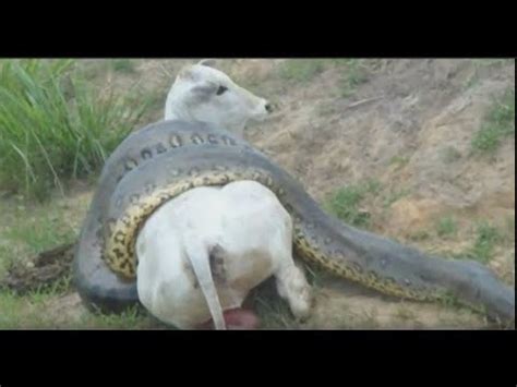 Giant Anaconda attacks Cow - HabeshaTUBE