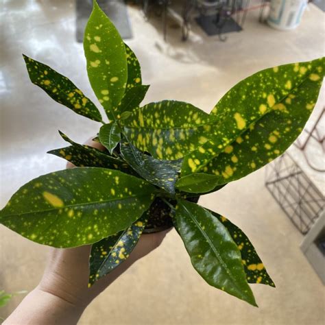 Yellow Variegated Croton (Codiaeum variegatum) Gold Dust – Tropicals & Houseplants › Anything Grows