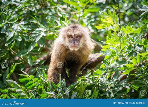 Morning Tour at Ramat Gan Safari Park Stock Photo - Image of monkey ...