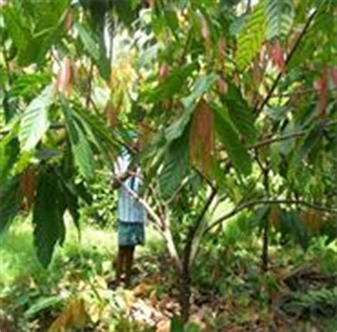 Horticulture :: Plantation Crops :: Cocoa