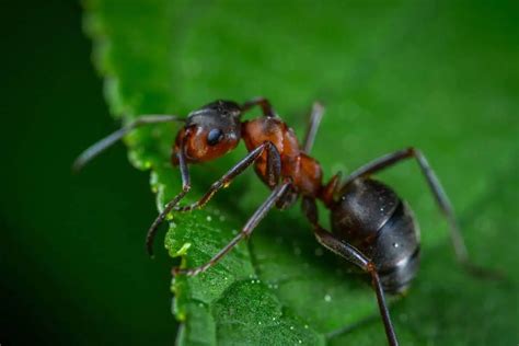 How Strong Are Ants? (Answered + Examples) - Wildlife Informer