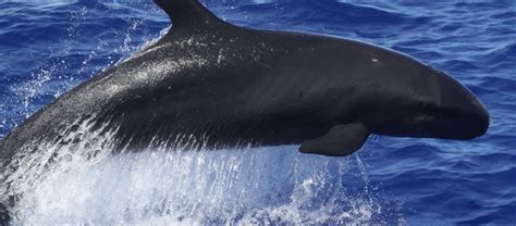 The False Killer Whale | Critter Science