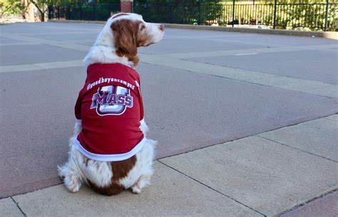 Amherst Wire | Goodboyoncampus: UMass’ newest and cutest mascot