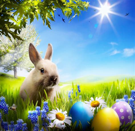 Spring Bunny Wallpaper (61+ images)