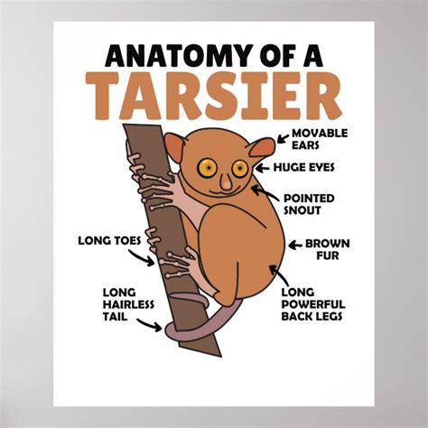 Cute Tarsier Anatomy Of A Tarsier Explanation Poster | Zazzle