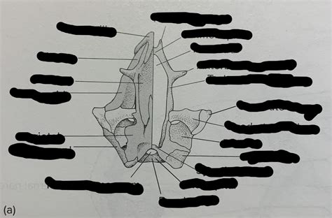 Necturus Chondrocranium Diagram | Quizlet