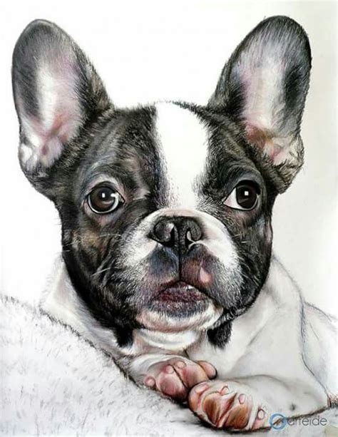 French Bulldog illustration, by Alberto Vittorio Viti. | French bulldog art, French bulldog ...