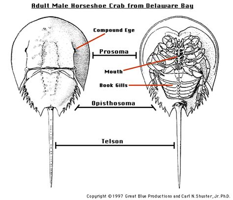 Horseshoe Crabs 2012/2013: July 19 - Swimming in slo-mo and body parts