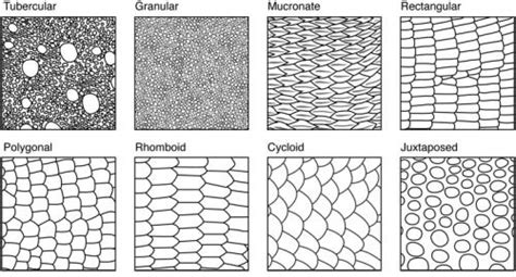 Art References | Scale drawing, Texture drawing, Snake drawing