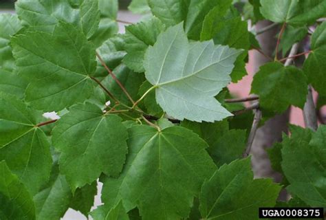 Amur maple | Vermont Invasives