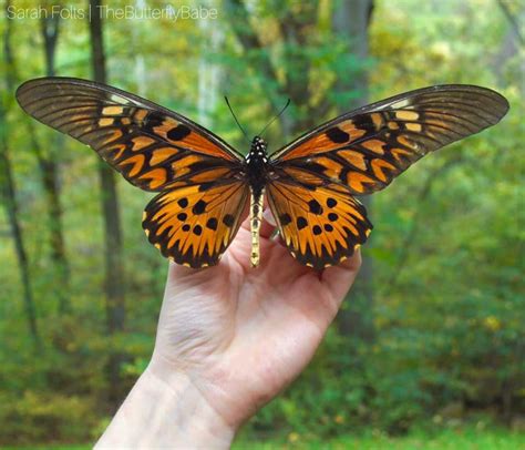 Giant African Swallowtail - Papilio antimachus — The Butterfly Babe