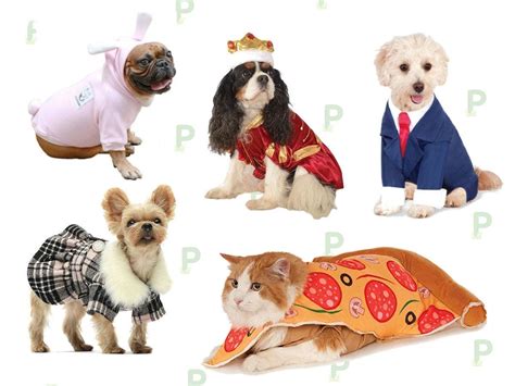 Dress Up Your Pet In These Festive Outfits | DealTown, US Patch