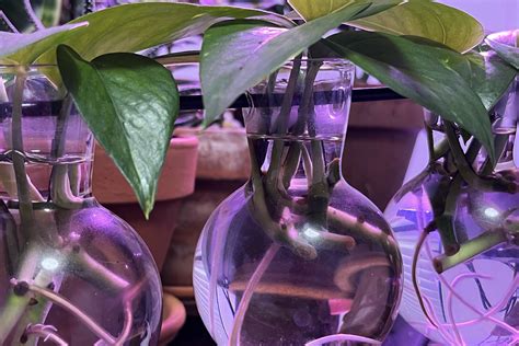 How to propagate pothos plant vines in water — Homestead Creative