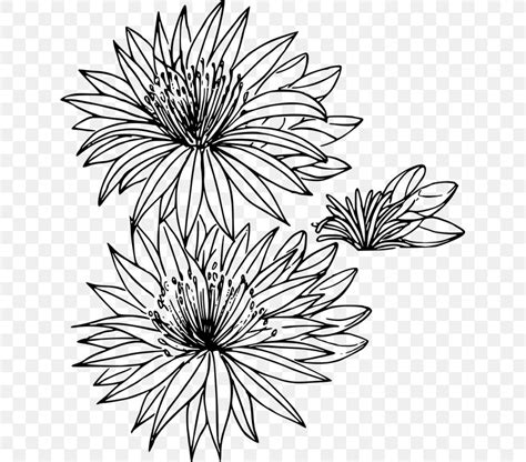 Montana Bitterroot Flower Drawing Clip Art, PNG, 631x720px, Montana ...