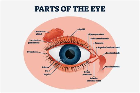 Human Eye Diagram For Kids