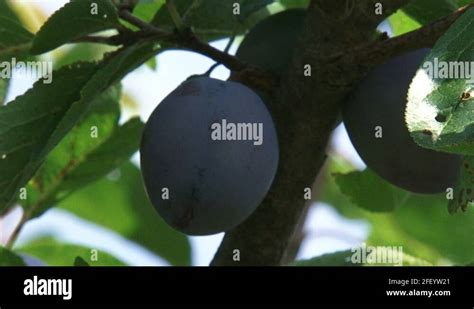 European plum prunus domestica branch Stock Videos & Footage - HD and ...