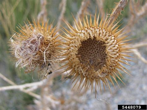 Scotch thistle (Onopordum acanthium)