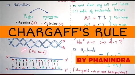 Chargaff's Rule Practice Worksheet Answer Key