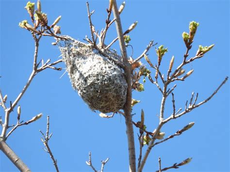 Bird Photos, Birding Sites, Bird Information: BALTIMORE ORIOLE NEST ...