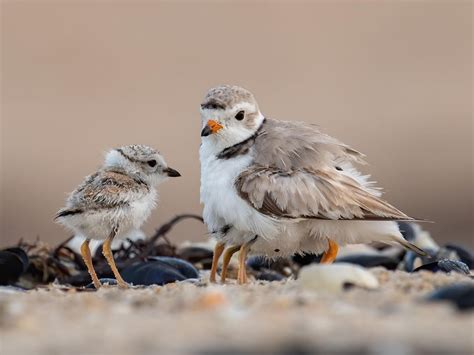 Piping Plover Nesting (Location, Eggs + Behavior) | Birdfact