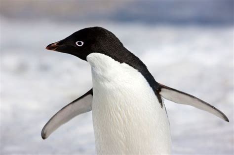 Adelie Penguin Pictures