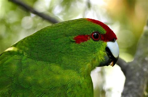 Green Parrot Royalty-Free Stock Photo