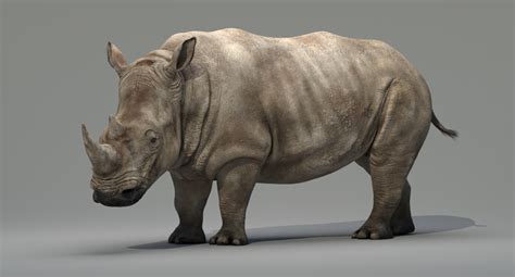 Rhino Animated 3D — Missset