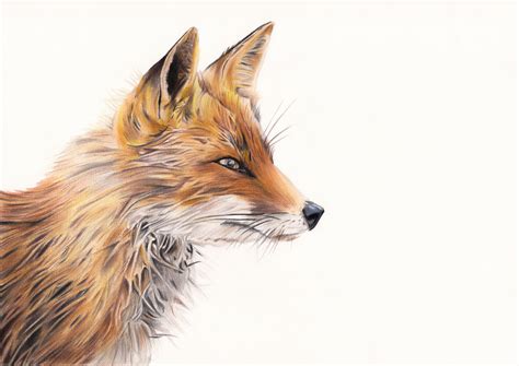 Red Fox Animal Drawing