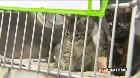 CMPD Animal Care & Control Shelter Runs Out Of Space - WCCB Charlotte's CW