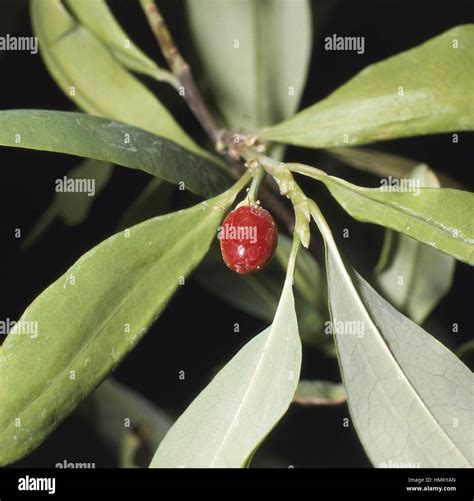 Erythroxylum coca hi-res stock photography and images - Alamy