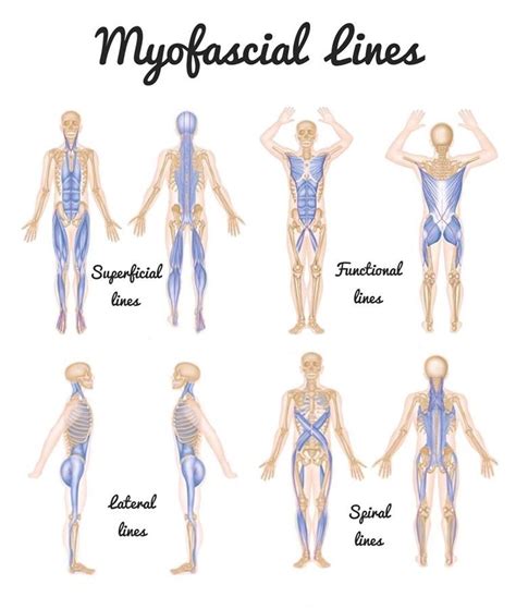 What Is Fascia Anatomy