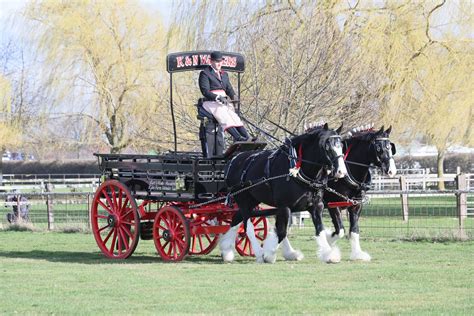 World's largest gathering of Shire horses comes to Nottinghamshire | West Bridgford Wire