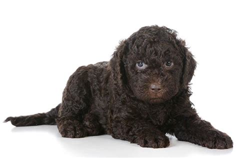 Barbet Puppies For Sale