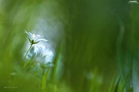 Flower, Cerastium, White - Flowers wallpapers: 2048x1365