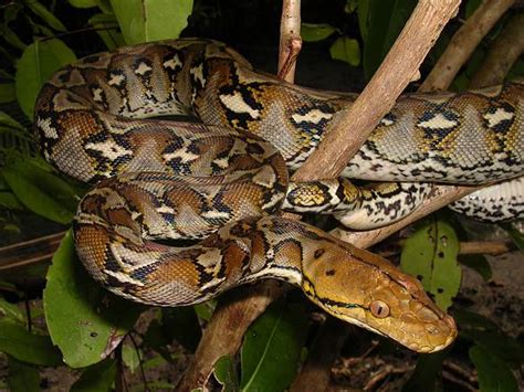 Reticulated python – the longest snake | DinoAnimals.com