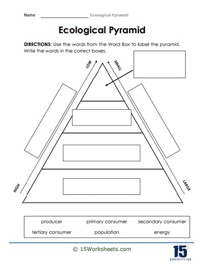 Ecological Pyramid Worksheets - 15 Worksheets.com