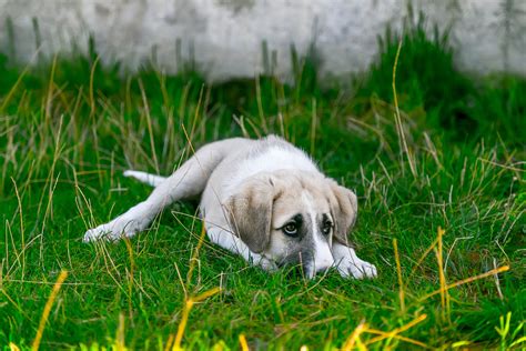 relax, shepherd dog, white, pets, blessing, vertebrate, young animal, day, white dog, one animal ...