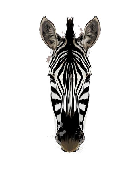 Aggregate 148+ zebra drawing for kids best - seven.edu.vn