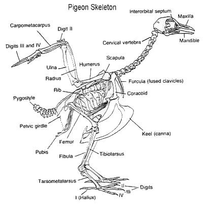 Bird Skeleton - What's Unique?