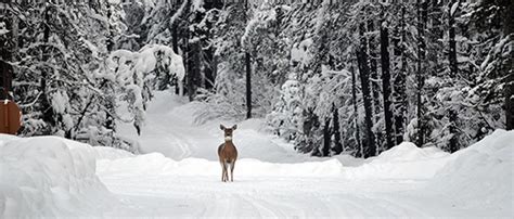 Winter in Glacier National Park - Glacier National Park Conservancy