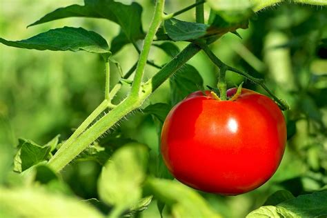 Tomato Poisoning in Dogs - Symptoms, Causes, Diagnosis, Treatment ...