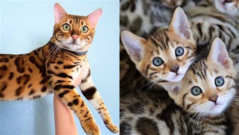 Bengal Kittens Health Problems and Tips For Raising Them In a good way