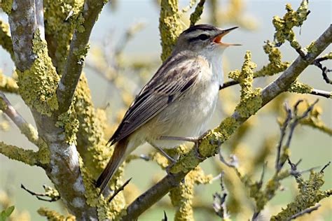 Sedge Warbler by Fausto Riccioni - BirdGuides