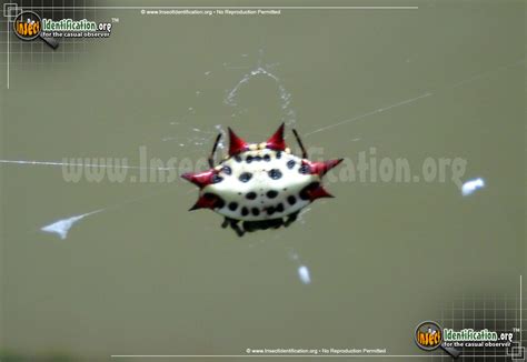 Spinybacked Orbweaver